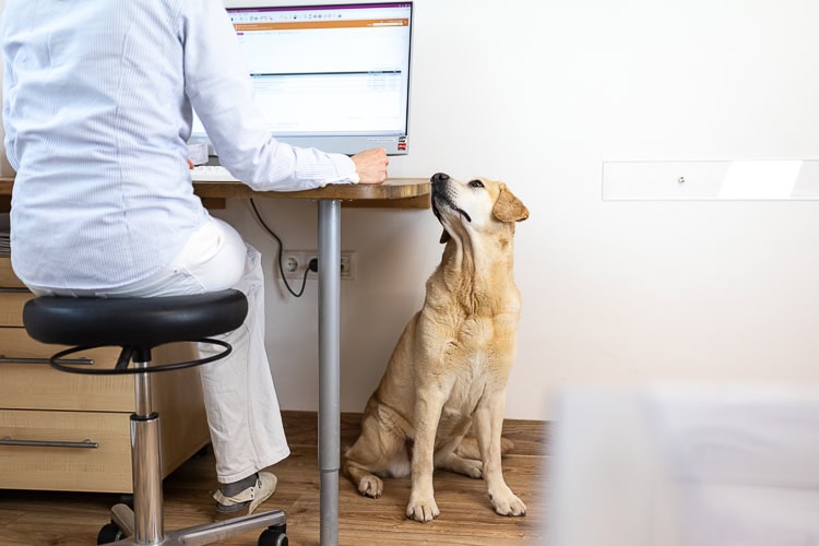 Kleintierpraxis Dr. Melfsen-Jessen | Hund am Computer