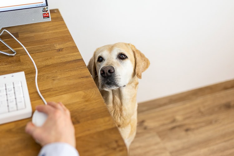 Kleintierpraxis Dr. Melfsen-Jessen | Praxisraum, Hund