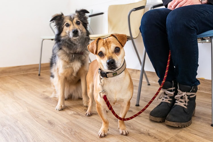 Kleintierpraxis Dr. Melfsen-Jessen | Wartezimmer, Hund