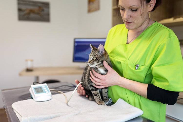 Kleintierpraxis Dr. Melfsen-Jessen | Kardiologie, Katze