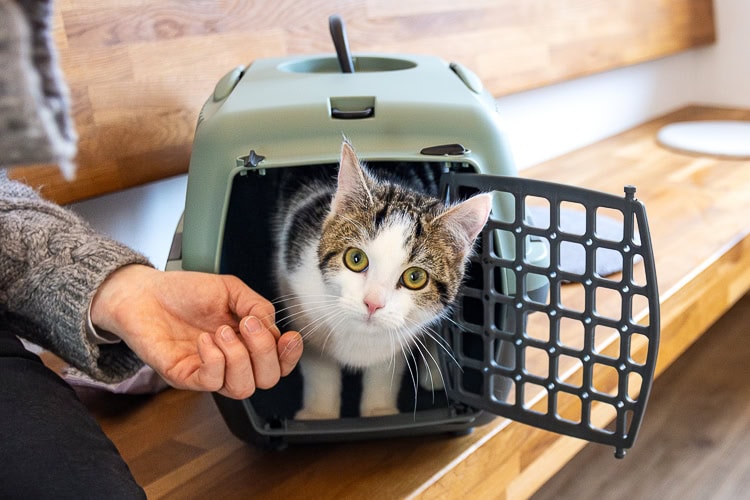 Kleintierpraxis Dr. Melfsen-Jessen | Katzenfreundliche Praxis