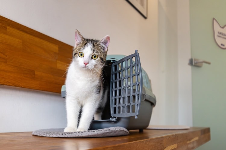 Kleintierpraxis Dr. Melfsen-Jessen | Katzenwartezimmer